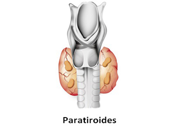 ¿Qué son las paratiroides?
