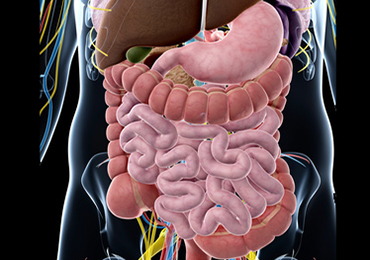 Cómo se relacionan el colon y la vesícula