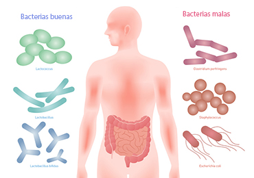 Funciones de la flora intestinal