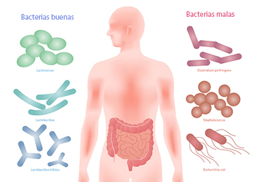 Definición de probióticos
