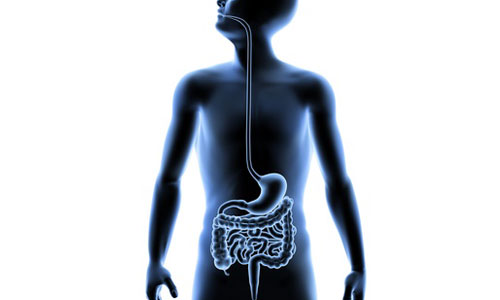 Reduction of Digestive stress