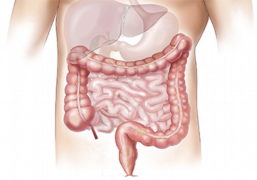 ¿Qué función tiene el colon? ¿Cómo debemos cuidarlo?