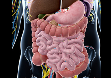 ¿Cómo se realiza nuestra digestión?