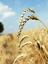 Deteccion tratamiento Sensibilidad al gluten